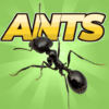 Pocket Ants APK 0.0558 icon